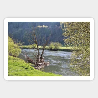 Dead Tree at the Young Danube River Sticker